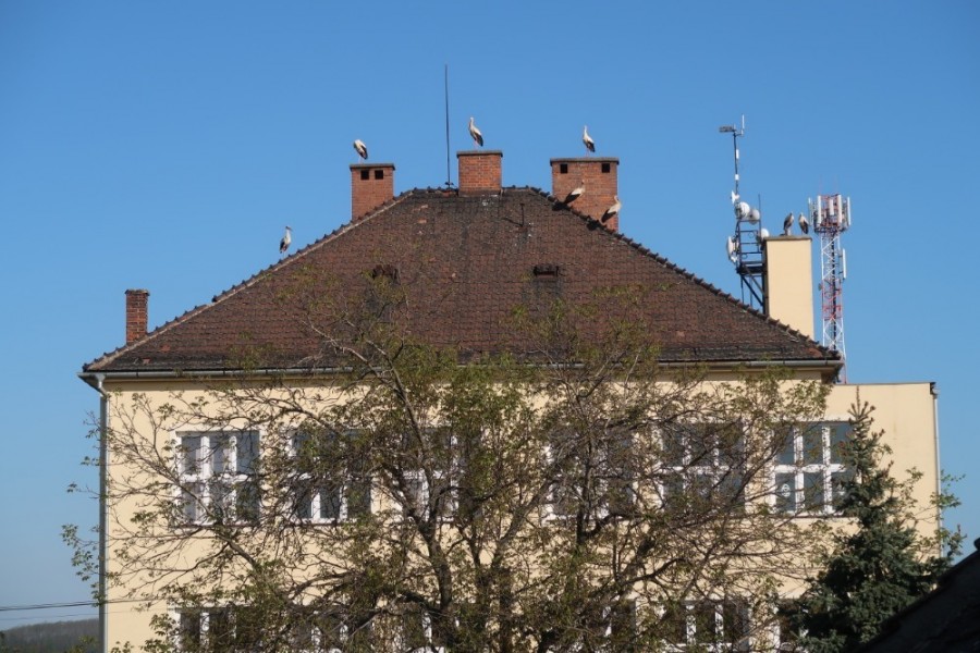 Čápi navštívili naši školu !